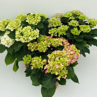 HORTENSIA P14 ( 4902 )