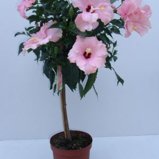 HIBISCUS tige h70/80cm P19 ( 3371 )