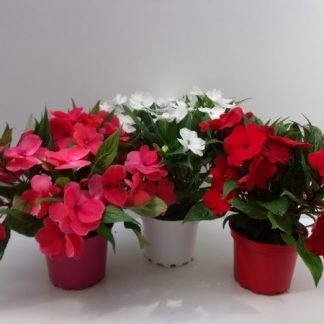 IMPATIENS nouv guinee 3 boutures P17 ( 3444 )