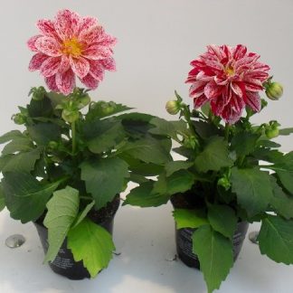 DAHLIA P10 ( 1571 )