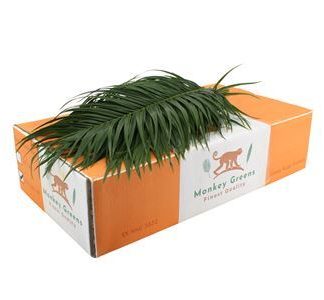 Phoenix 60cm (915)