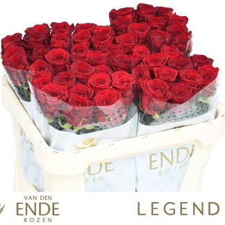 R Gr Red Naomi Vd Ende 70cm (20170)