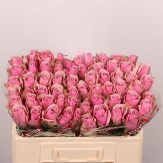 R Gr Athena Royale 50cm (20152)