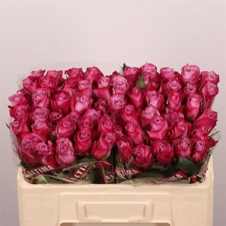 R Gr Deep Purple 50cm (20052)