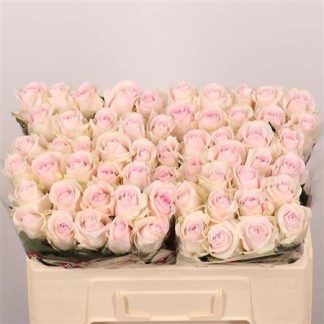 R Gr Revival Sweet 50cm (20152)