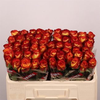 R Gr Firefox 50cm (20152)