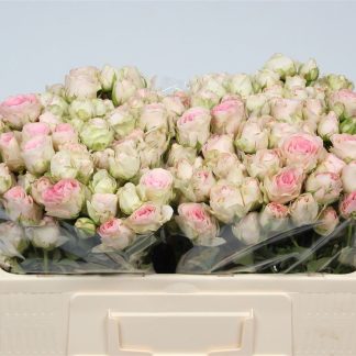 R Tr Sweet Blossoms (20175)