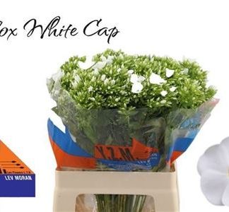 Phlox P Whitecap (446)