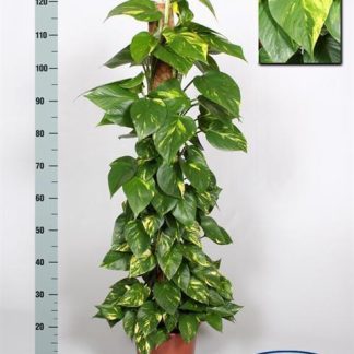 Pothos P24 ( )