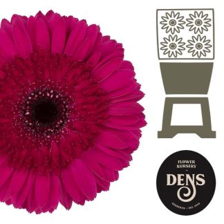 Ge Gr Bon Dia - Bloemen Dens (20232)