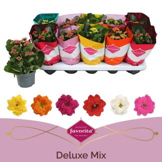 Kalanchoe Calandiva p10,5 ( 2267 )