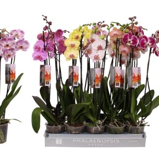Phalaenopsis 2 Branches Mix P12 ( 8000 )