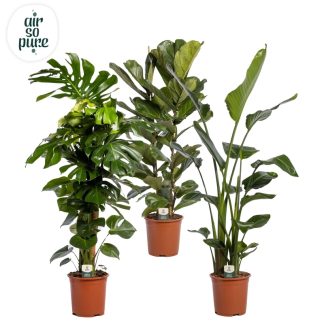 PLANTES VERTES mix P27 ( 2689 )