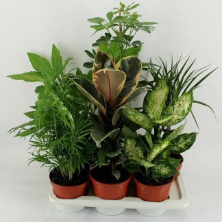 PLANTES VERTES Variées P17 ( 2532 )