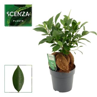 Ficus Ginseng P12 ( 8010 )