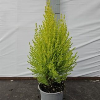 Cupressus Goldcrest P11 ( 2066 )