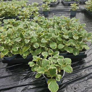 PLECTRANTHUS P10 ( 1543 )