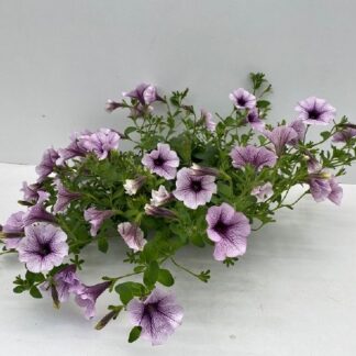 PETUNIA retombant P10 ( 1423 )