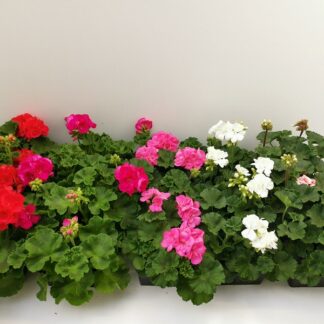 GERANIUM zonale Standard B10S ( 1437 )