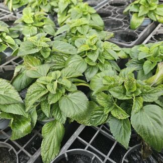 SALVIA P10 ( 6759 )
