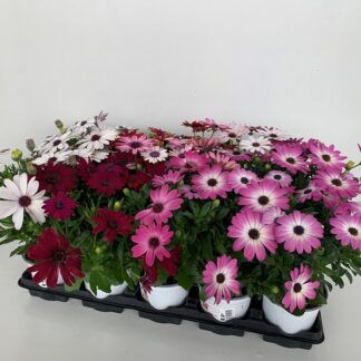 OSTEOSPERMUM (P) P10 ( 1941 )