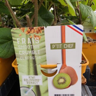 KIWI ACTINIDIA SOLISSIMO autofertile P14 ( 5945 )