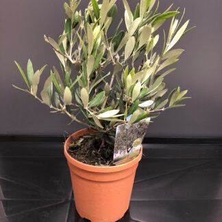 OLEA europaea Touffe P14 ( 4859 )