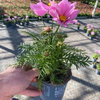 COSMOS P10 ( 1269 )