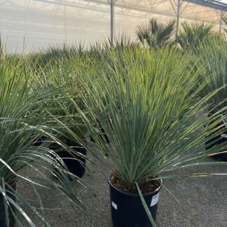 YUCCA rostrata C10 ( 3160 )