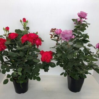ROSIER BUISSON (P) Mix variétés C6,1 ( 6744 )