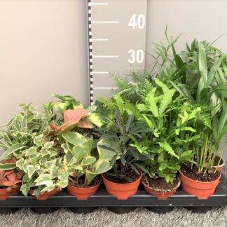 Plante verte Mixte p09 ( 2513 )