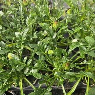 GAZANIA P10 ( 1605 )