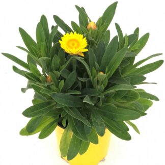 BRACTEANTHA P17 ( 9995 )
