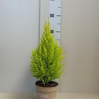 Cupressus Goldcrest P12 ( 2018 )