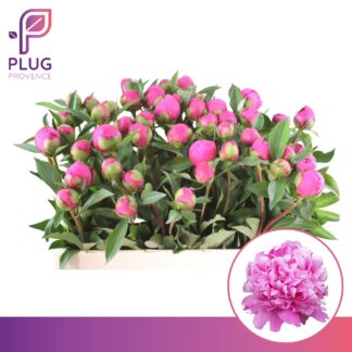Pivoine Jules Elie 50cm - Fleurs de France (20449)