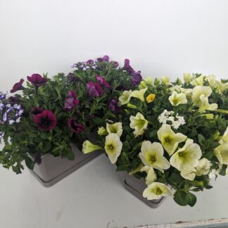 CONFETTI GARDEN J40 ( 4633 )