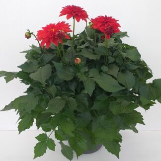 DAHLIA 4L5 ( 4960 )