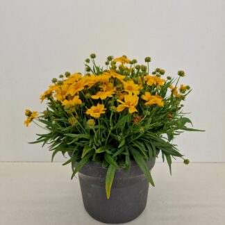 COREOPSIS 3.5L ( 5002 )