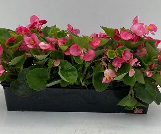 BEGONIA semperflorens B10S ( 5297 )