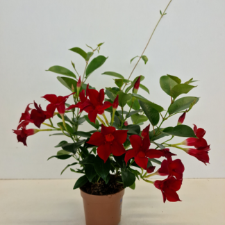 DIPLA DIAMANTINA pot sérigraphié P10 ROSE ( 5552 )
