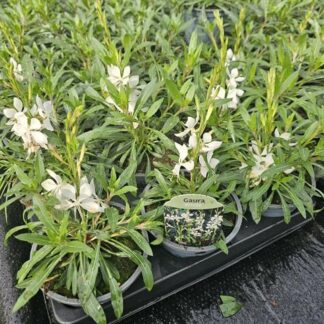 GAURA P10 ( 7040 )