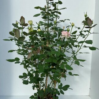 ROSIER GRIMPANT (P) espalier Mix variétés C9,3 ( 5633 )