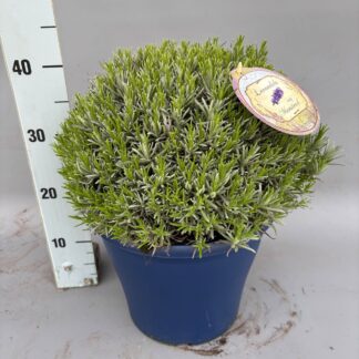 LAVANDE angustifolia Touffe P29 ( 8589 )