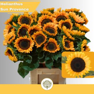 Tournesol - Fleurs de France (20515)