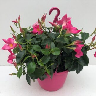DIPLA HYBRIDE S25 Rose ( 6770 )