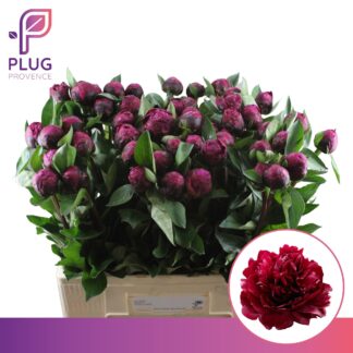 Pivoine Red Sarah Bernhardt 50cm - Fleurs de France (20449)