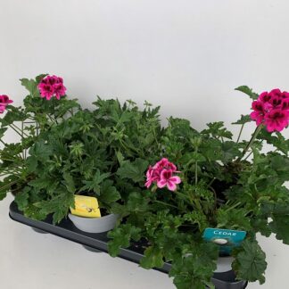 PELARGONIUM odorant P15 ( 8411 )