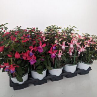 FUCHSIA ERIGE P10 ( 9145 )