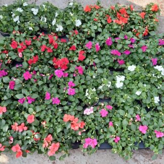 IMPATIENS wallériana B10S ( 2433 )