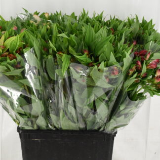 Alstroemeria Varié dans le Bac 75cm - Fleurs de france (20007)
